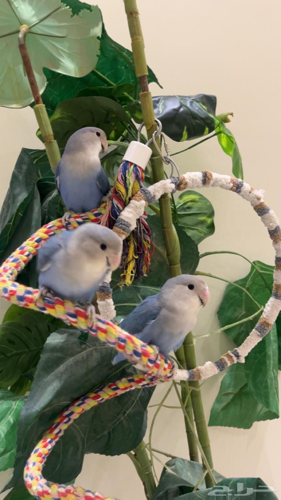 روز للبيع64593203578755110