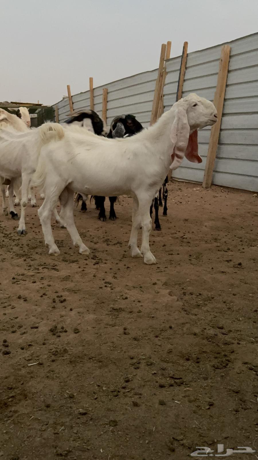 تيس ابرص ابيض64596365856001110