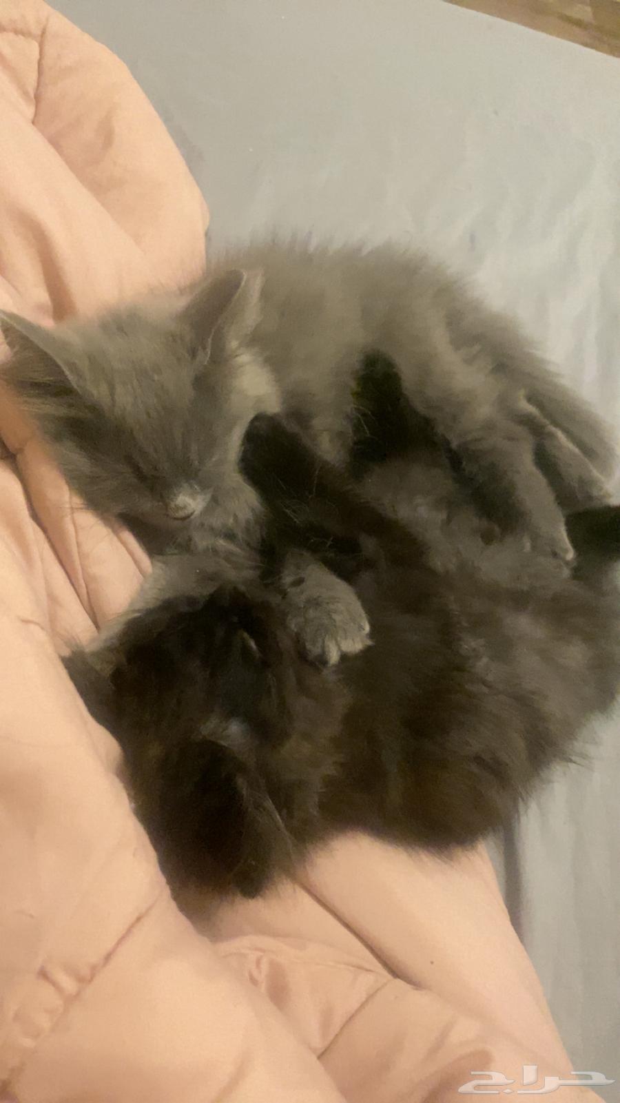 قطط للبيع64593814529027112