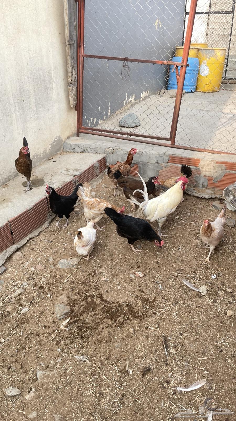 Chicken64594356679426111