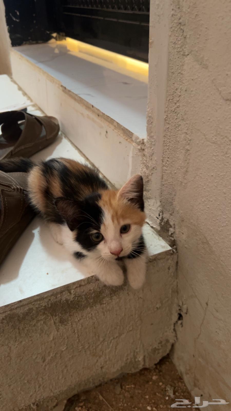 بساس او قطط64594134506883112