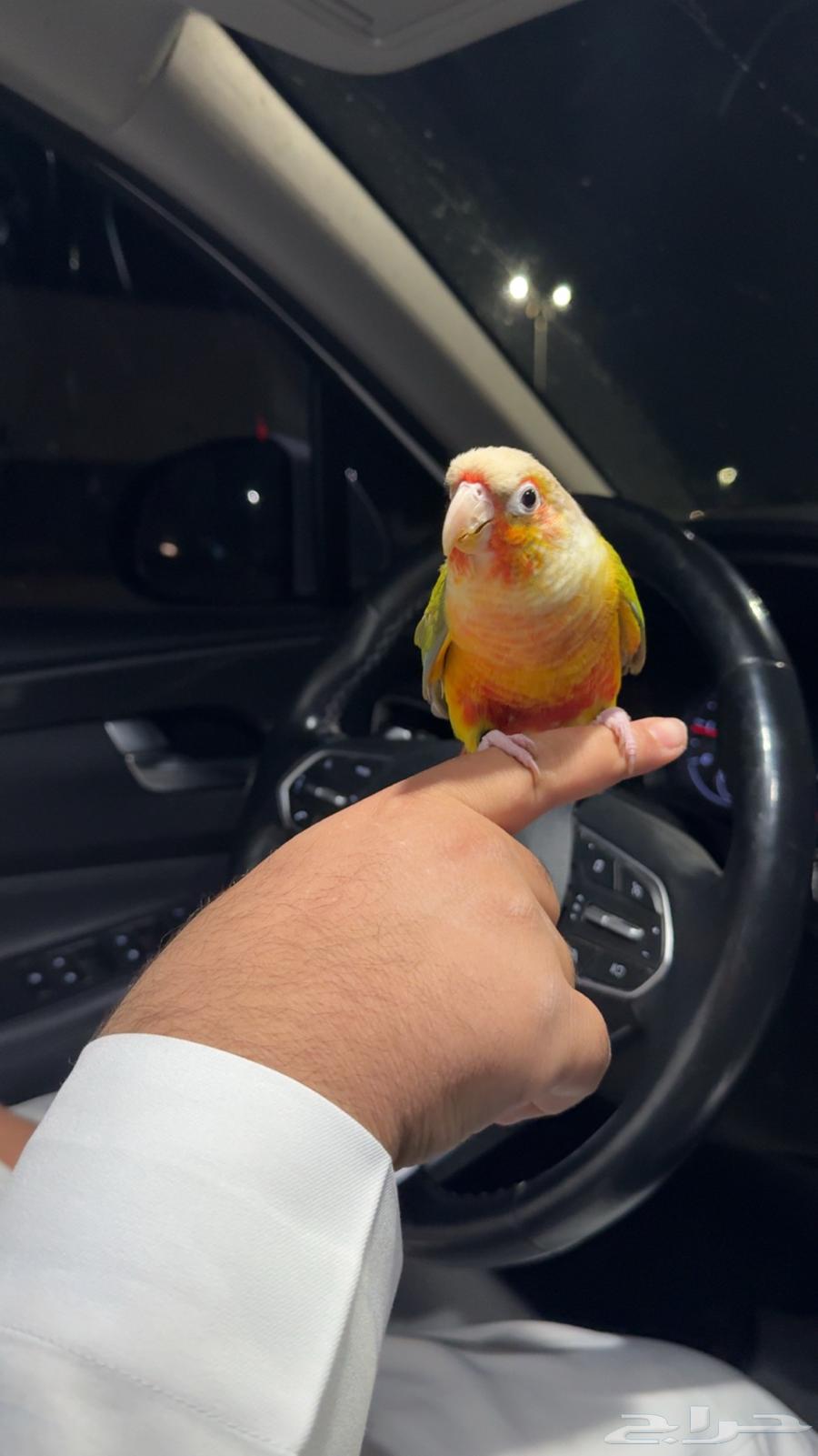 طائر كنيور اناناس للبيع64589191387649110