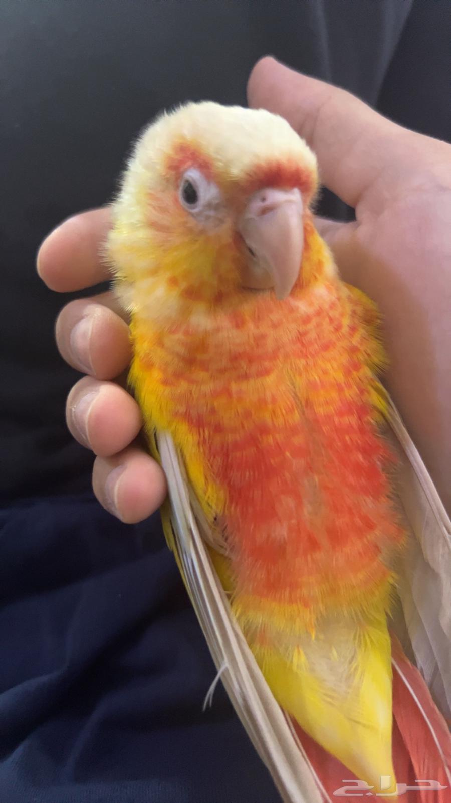 كنيور صن شيك للبيع64591346896514111