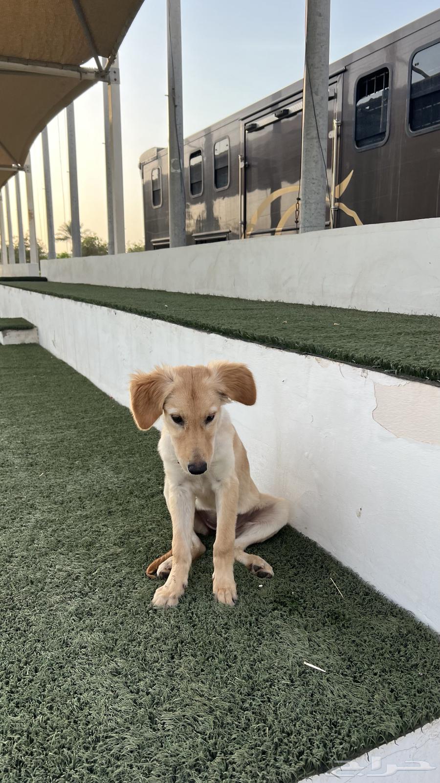 انثى قولدن ريتريفر للبيع64593252155651110