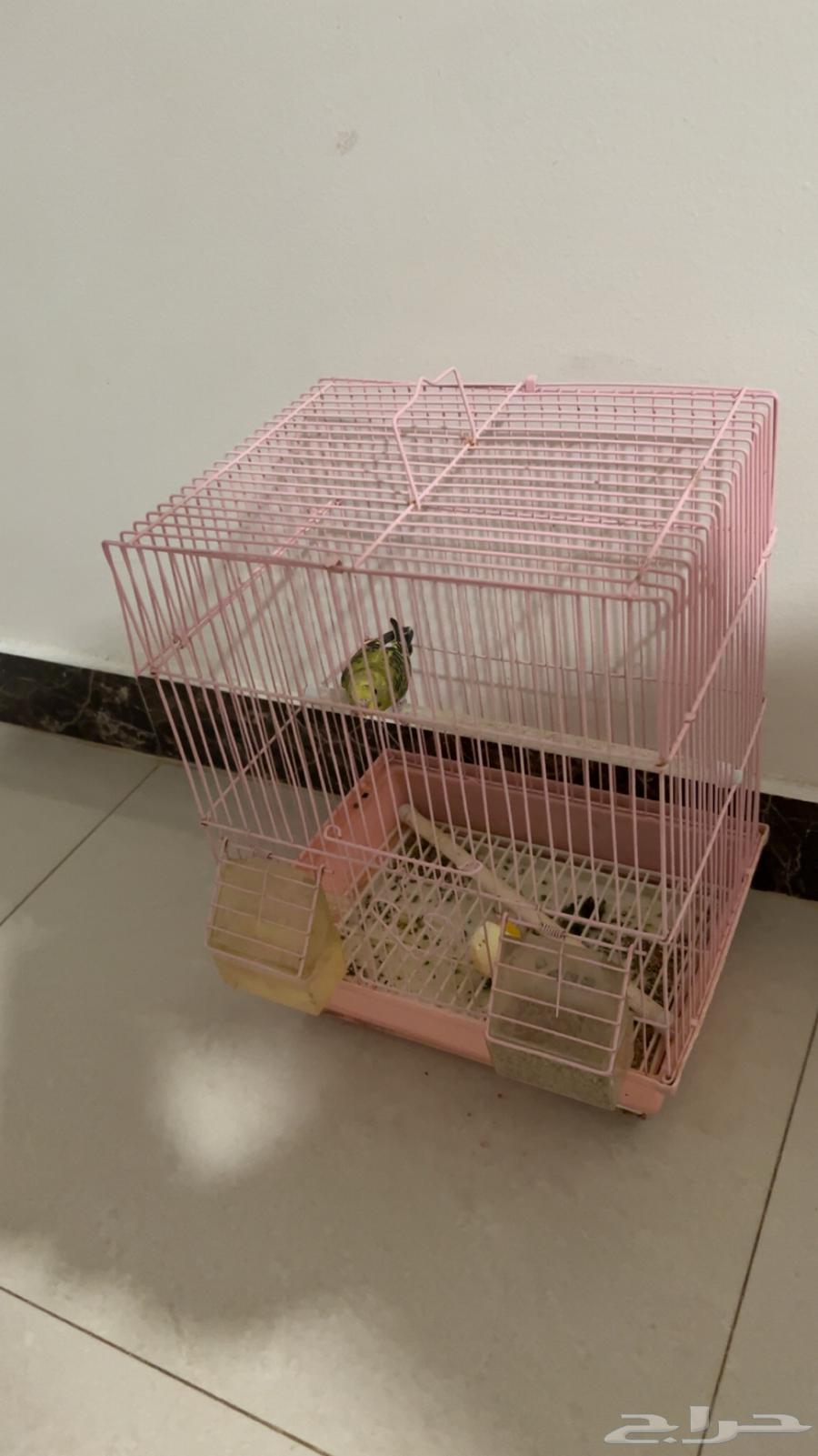 طيور الحب64591490279809110