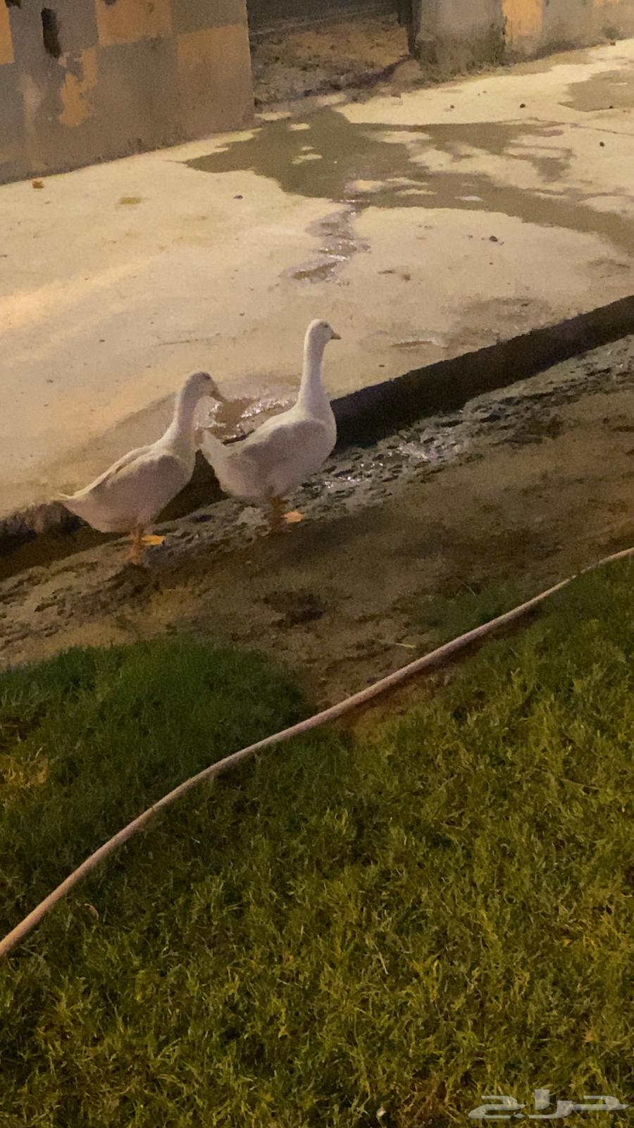 بط للبيع64588248595585110