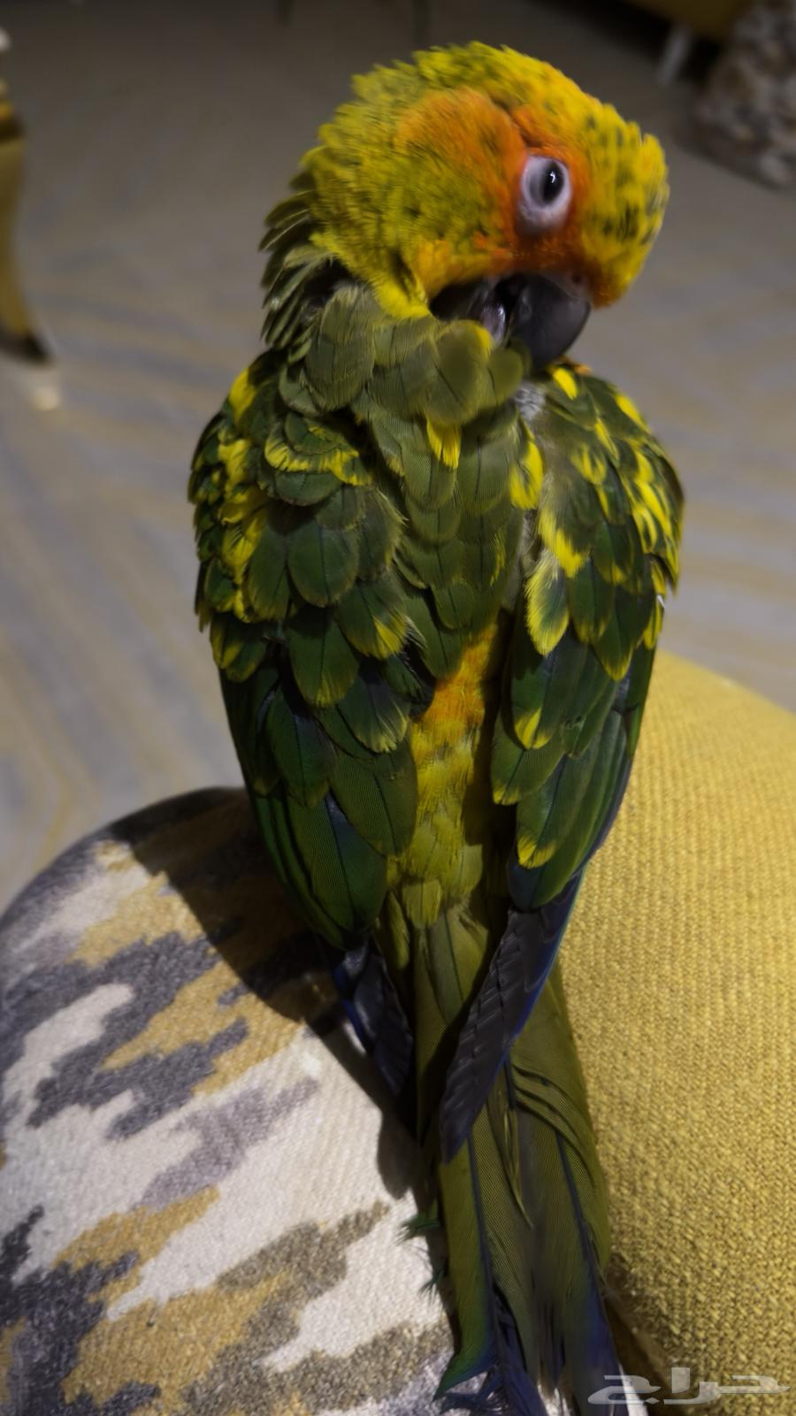 صن كنيور اليف هدد64593986729730113