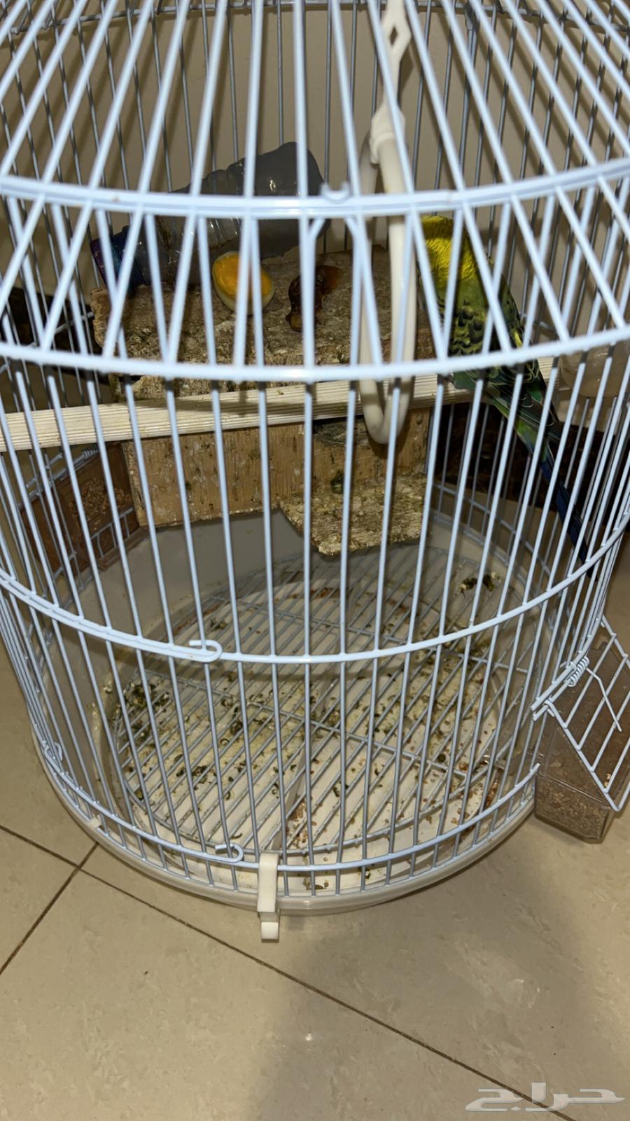 طيور الحب السعر350 مع انثى وذكر وعيال توه جاين حدهن 350  ال64590385512067110