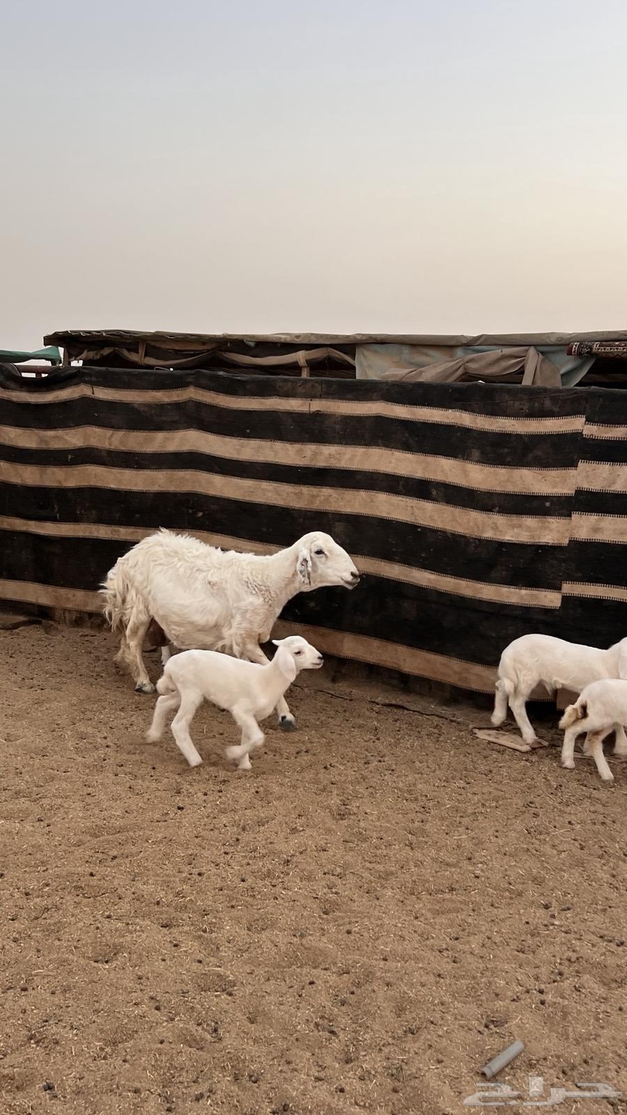 غنم حريات متاويم عدد264595648045442113