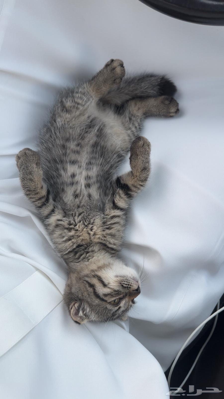 قطوة سكوتش فولد للبيع64448169383553110