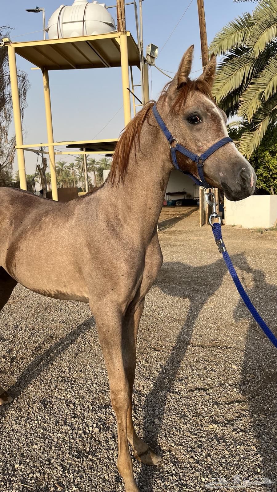 للبيع مهر64596067470082114