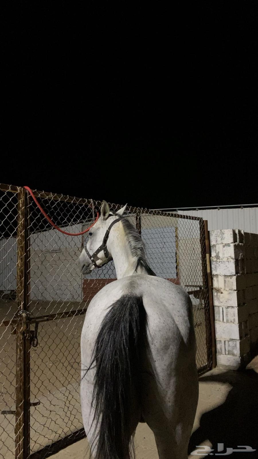 حصان شعبي64596179120897113