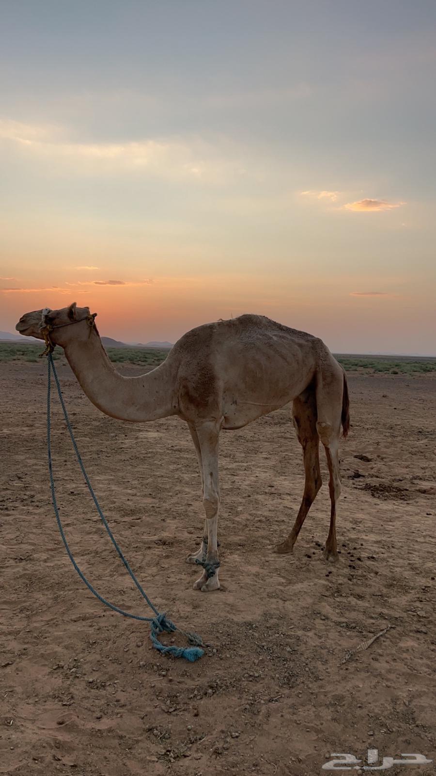 رحول وناقة للبيع64594085459201110