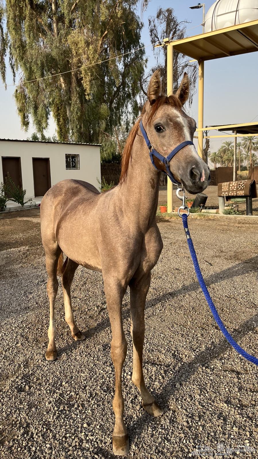 للبيع مهر64596067470082113