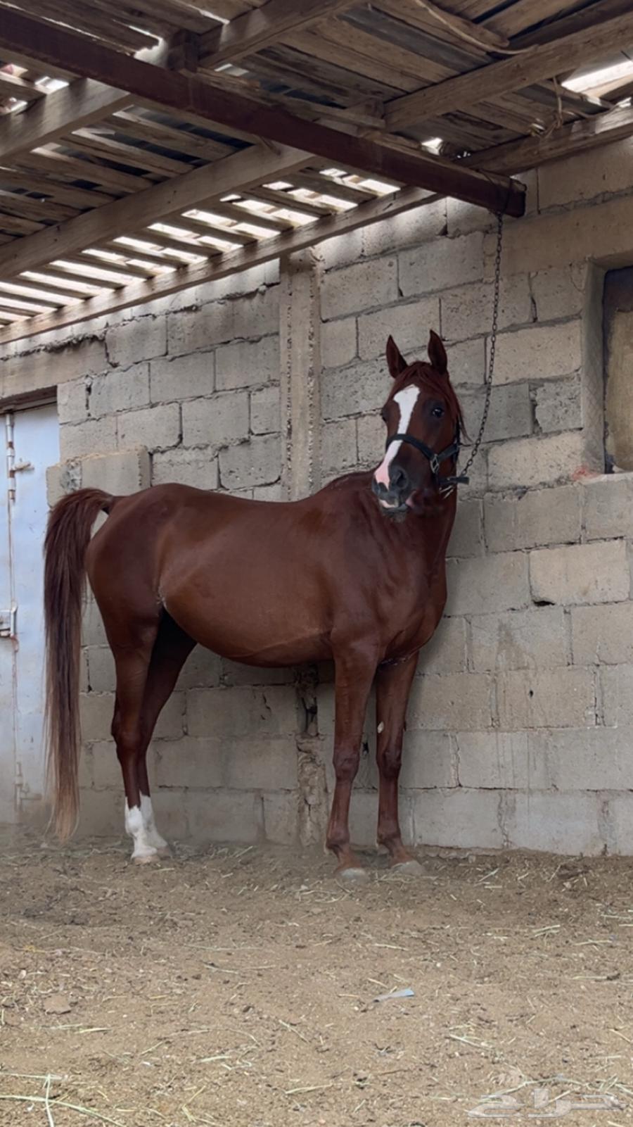 فرس شعبيه للبيع لقاح ثقيل64592829933698113