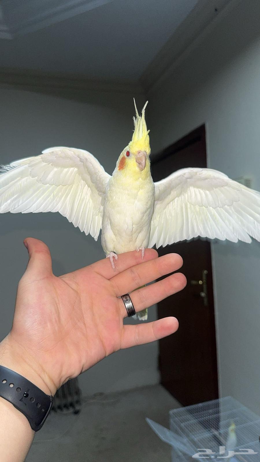 كروان ذكر اليف متكلم64591767803139112