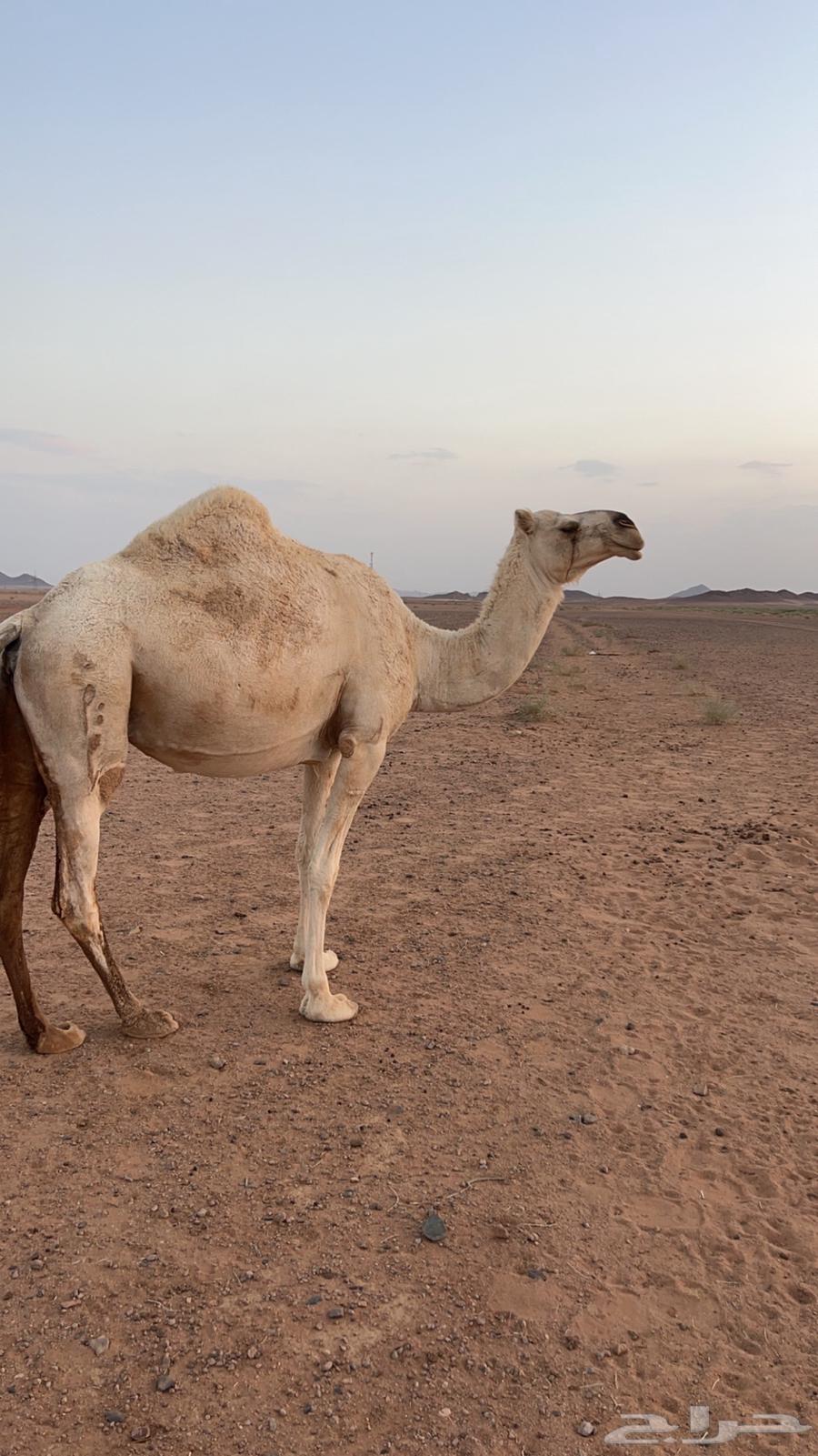 رحول وناقة للبيع64594085459201112