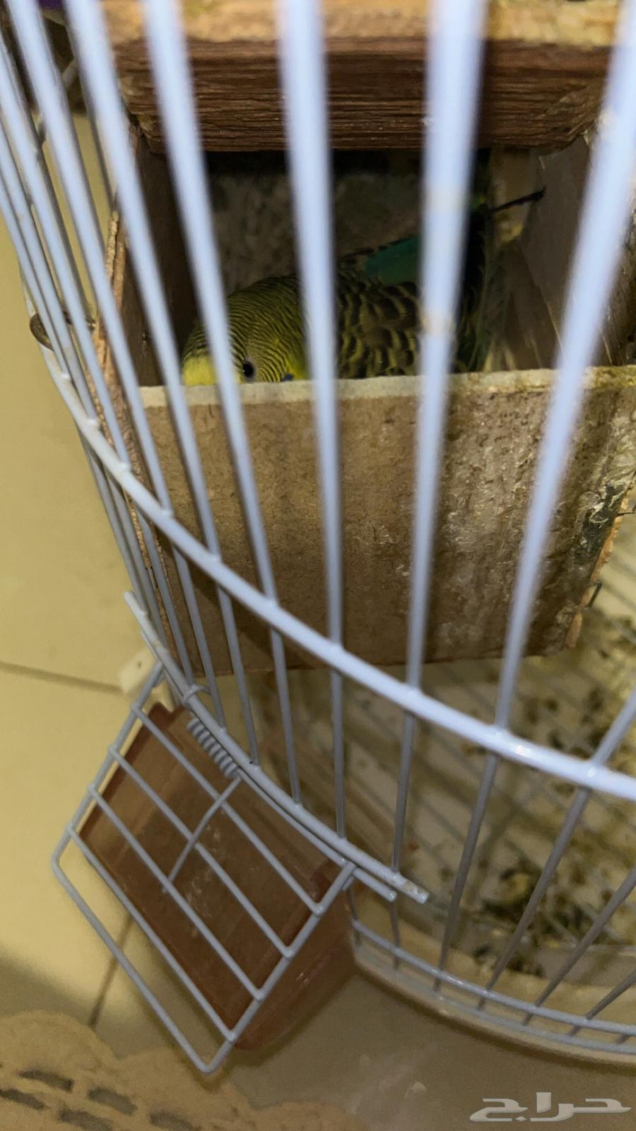 طيور الحب السعر350 مع انثى وذكر وعيال توه جاين حدهن 350  ال64590385512067111