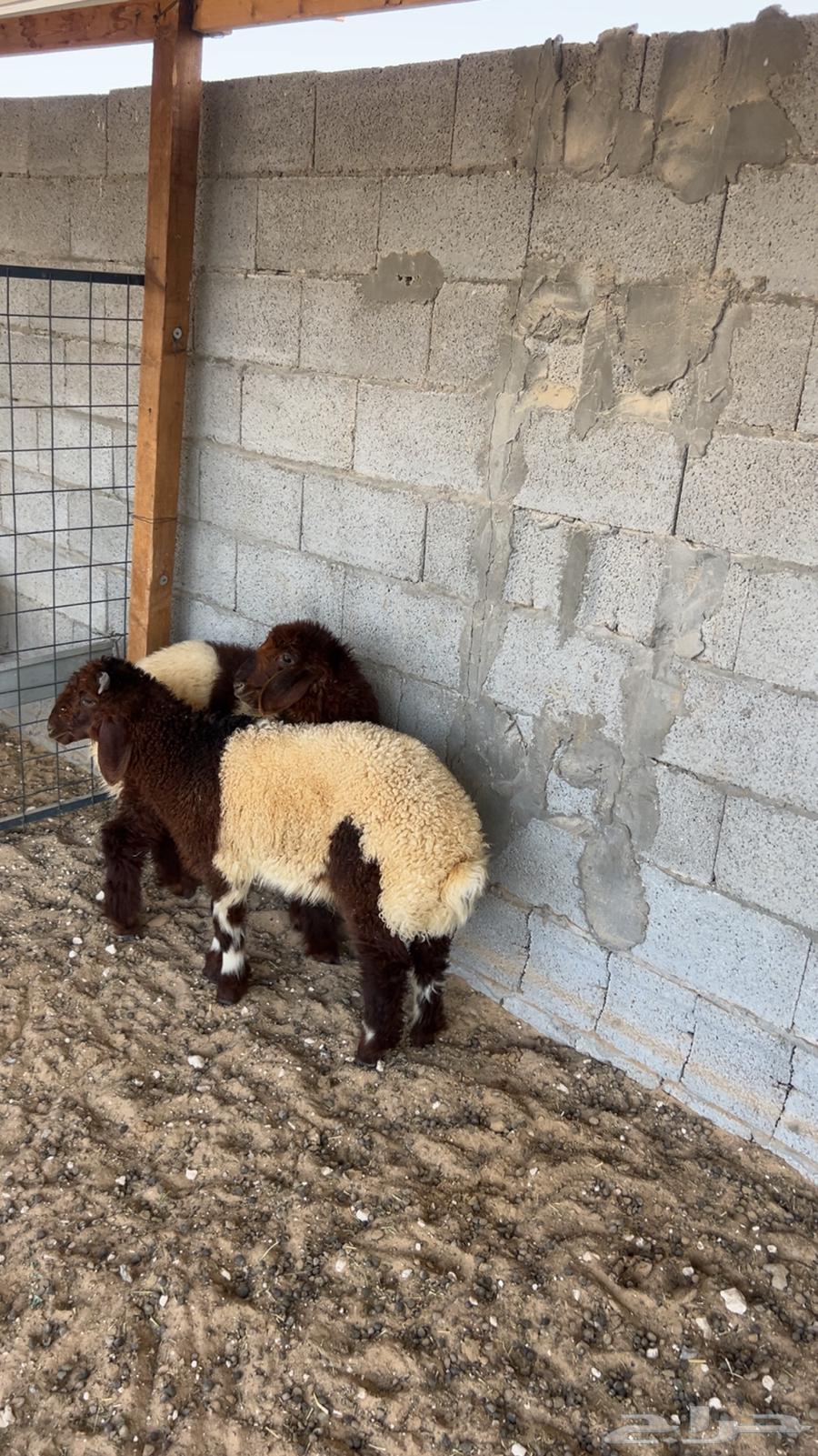 نعيم ودواغير64591743740034110