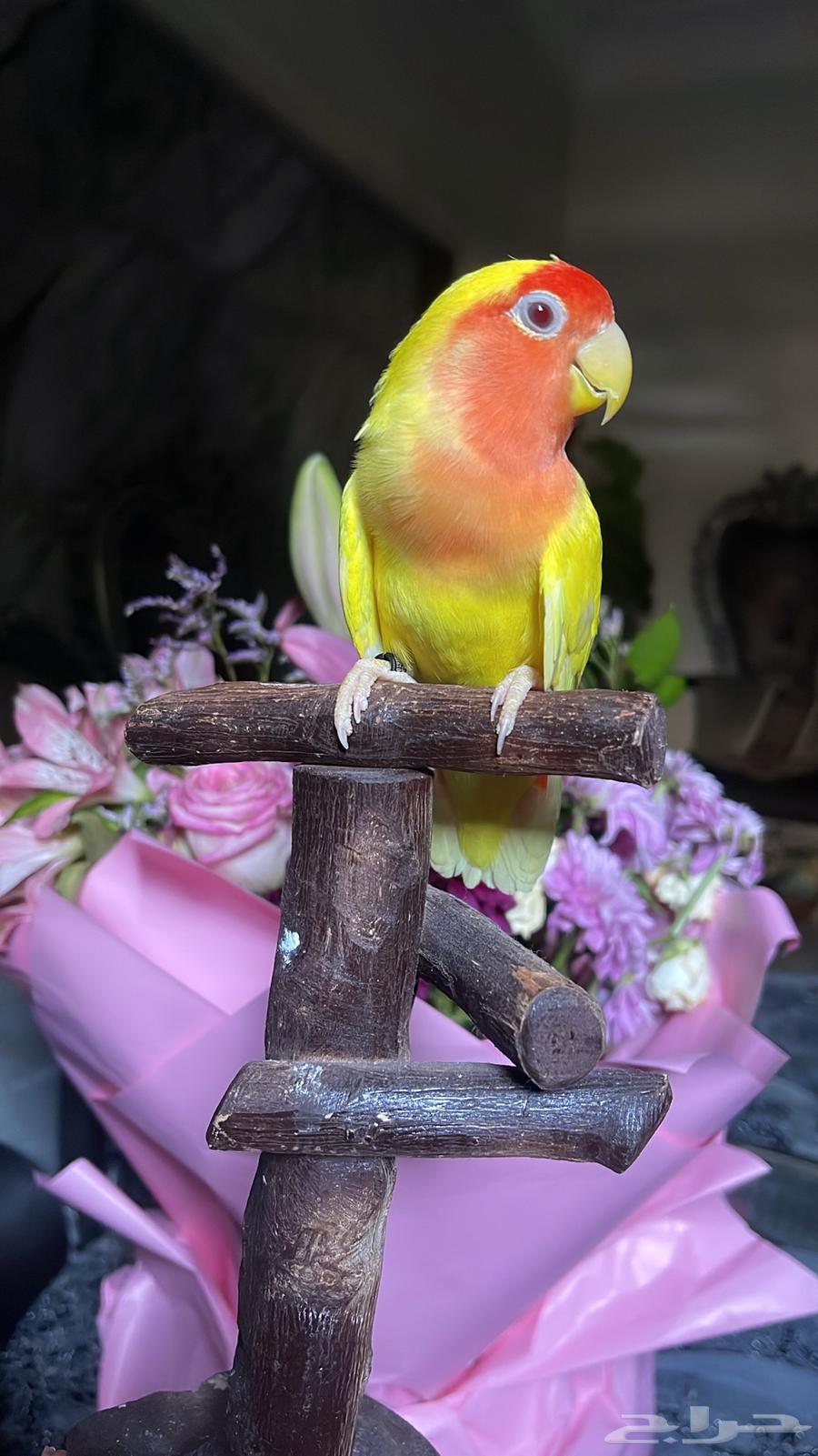 للبيع ببغاء الروز الأليف64595562584194114