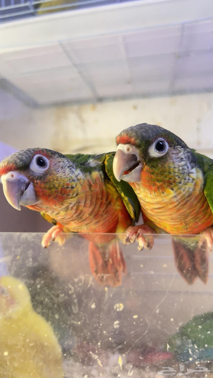 Chicks 450 per piece limit64548896804737112