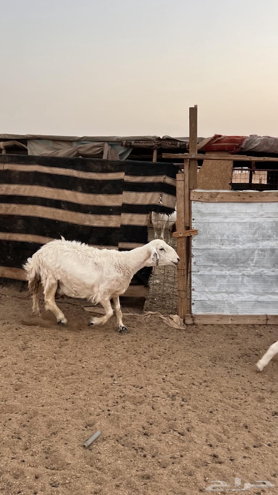 غنم حريات متاويم عدد264595648045442114