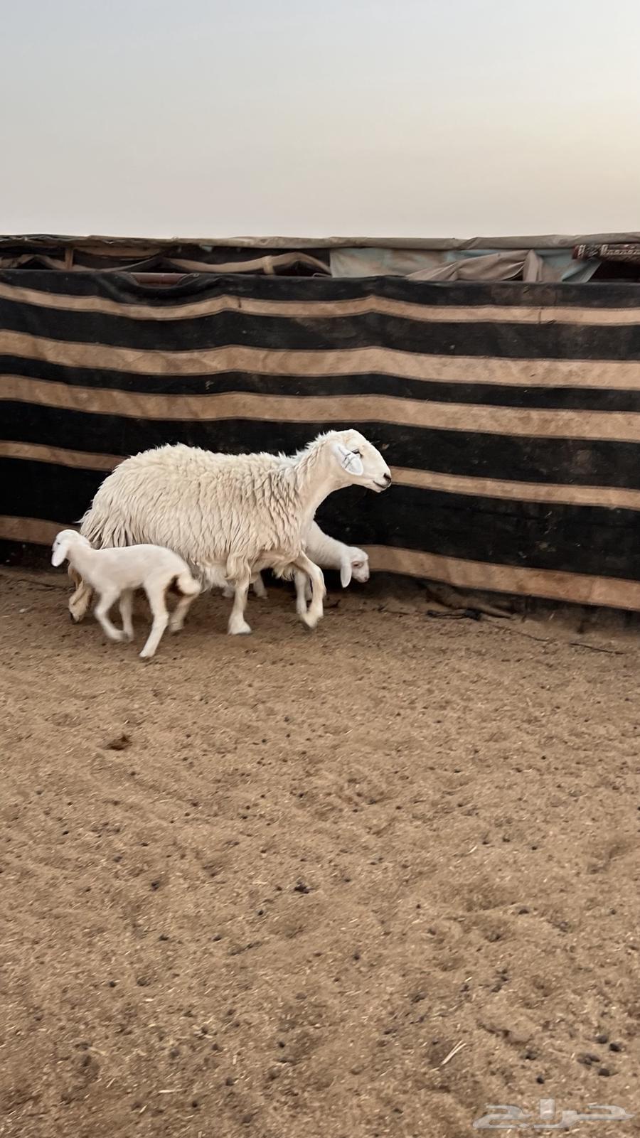 غنم حريات متاويم عدد264595648045442111