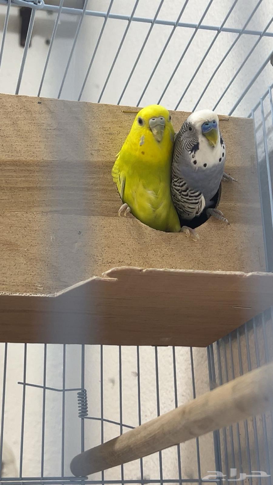 طيور حب64589854385923110