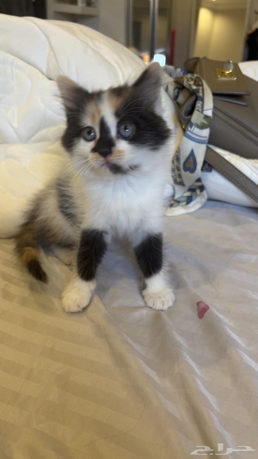 كتنز شيرازي للبيع   قطط64596452700931110