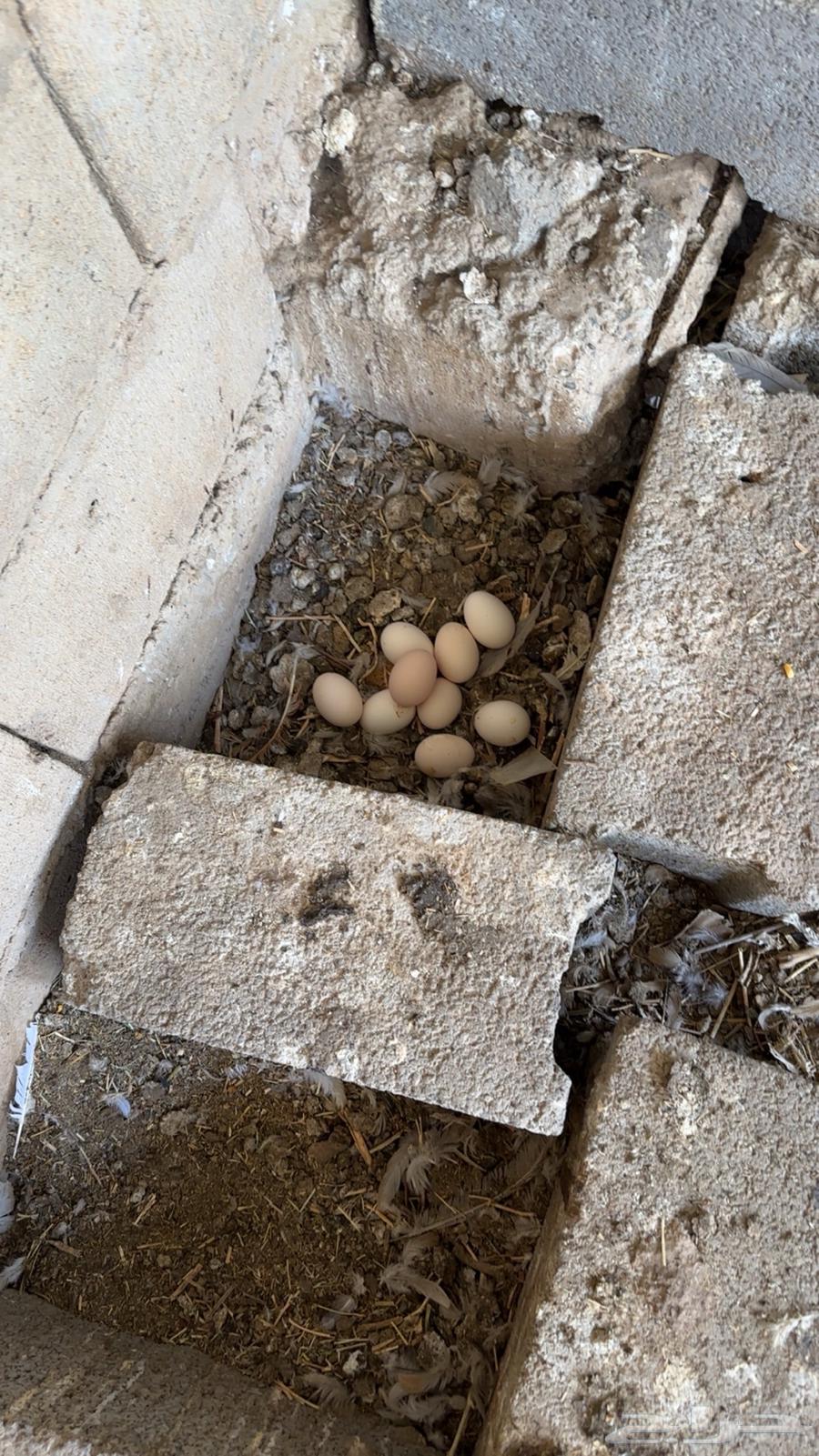 دجاج للبيع ( تم البيع )64589005543681113