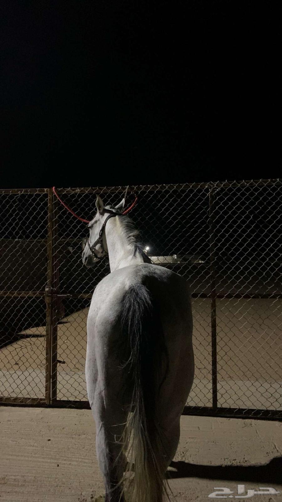 حصان شعبي64596179120897112