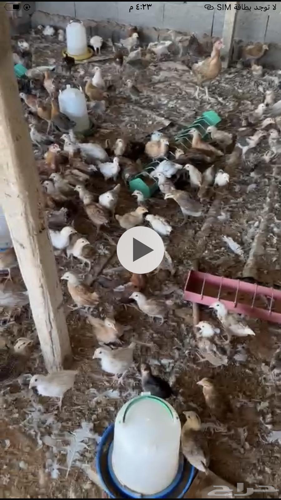 صوص دجاج بلدي64592745437187111