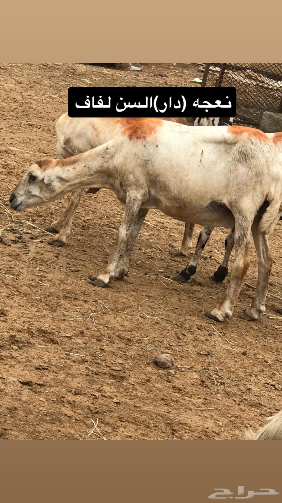 ضان للبيع64591406834050110