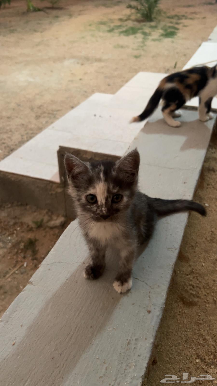 بساس او قطط64594134506883110