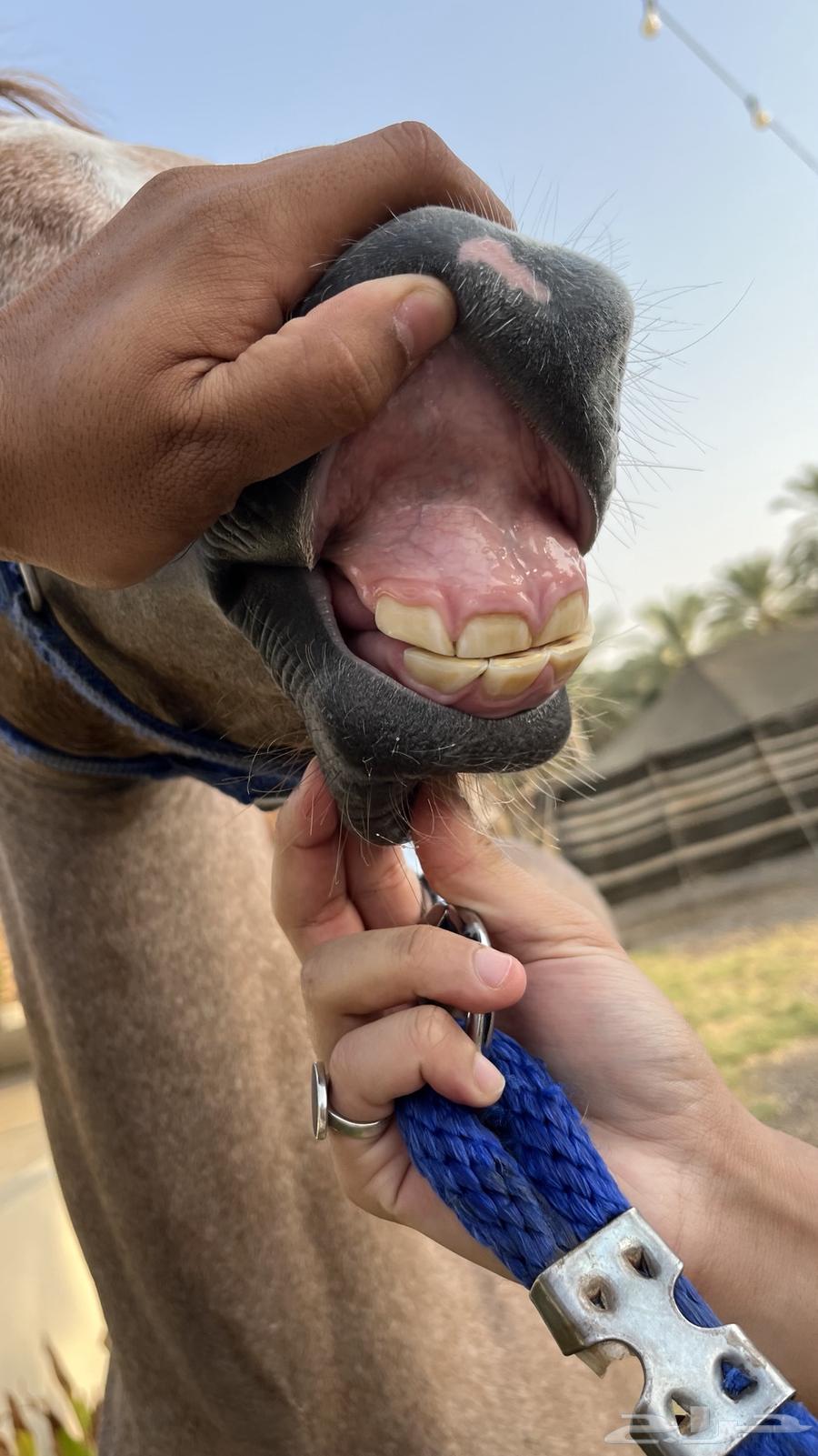 للبيع مهر64596067470082111