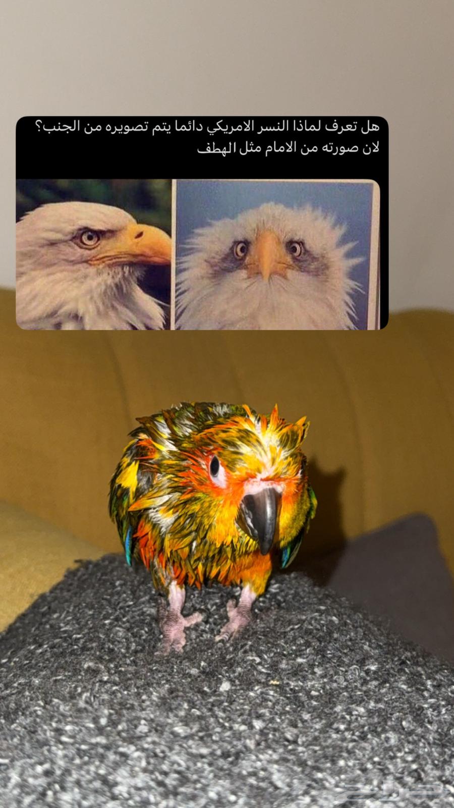 صن كنيور اليف هدد64593986729730112