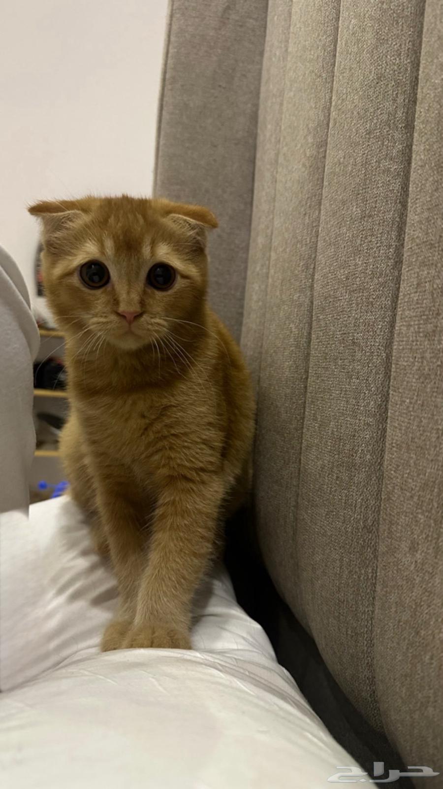 قطه للبيع64592057725059110