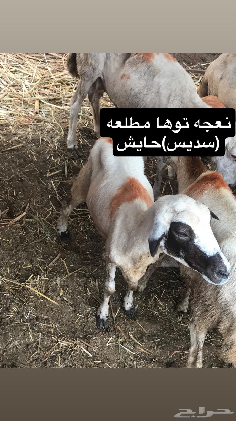 ضان للبيع64591406834050111