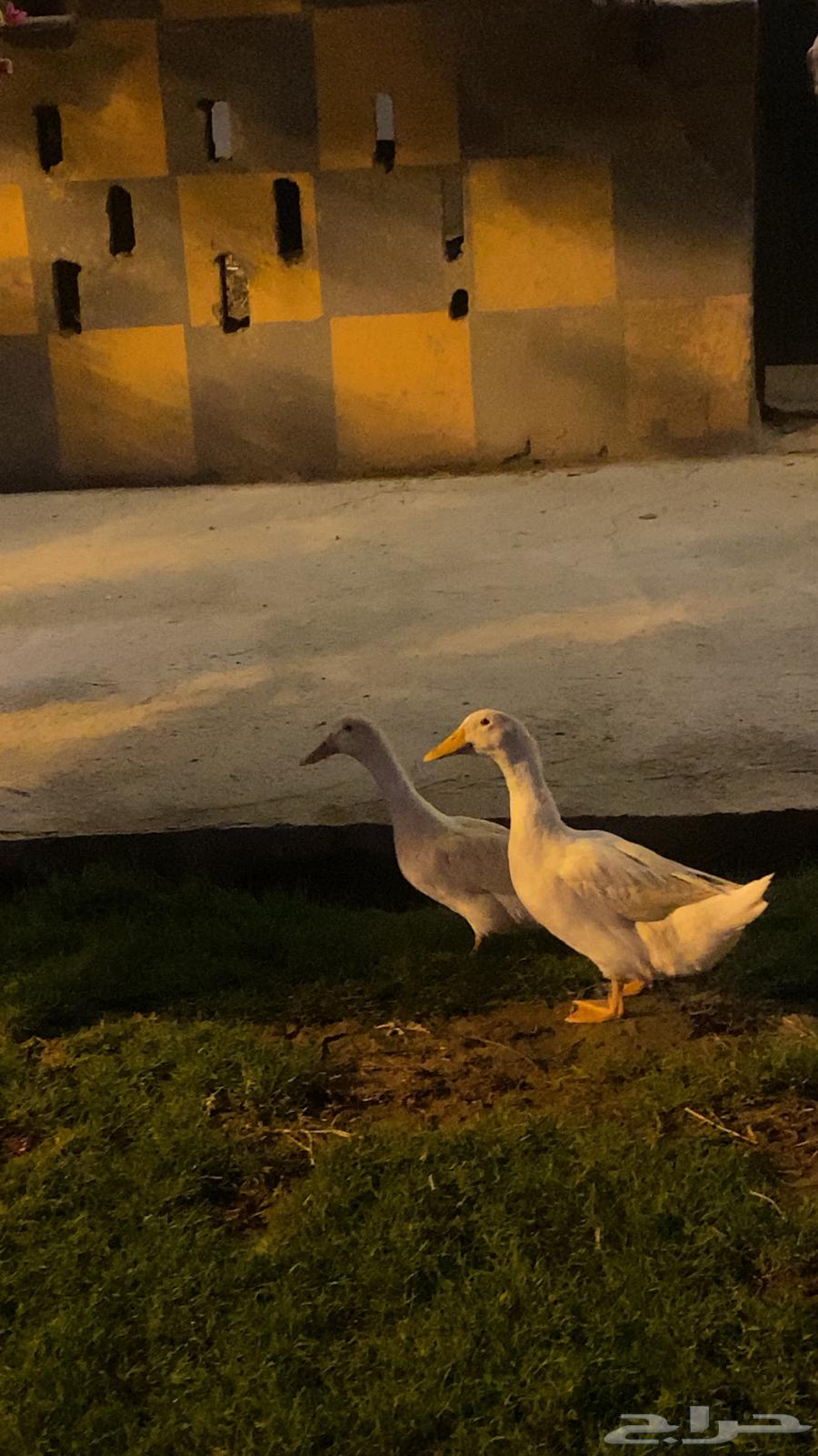 بط للبيع64588248595585111