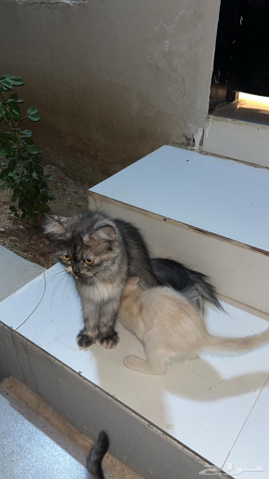 بساس او قطط64594134506883113