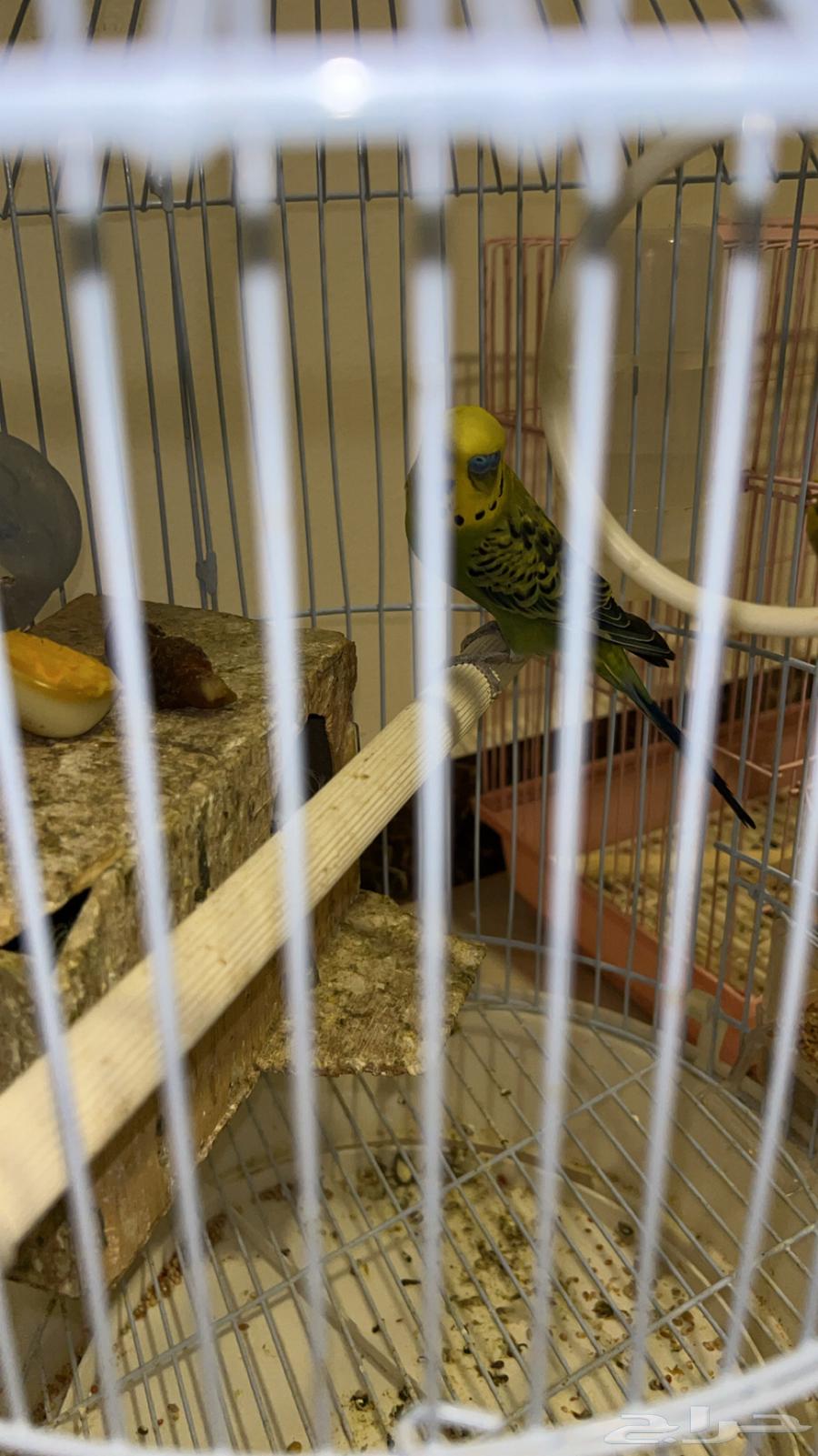 طيور الحب السعر350 مع انثى وذكر وعيال توه جاين حدهن 350  ال64590385512067113