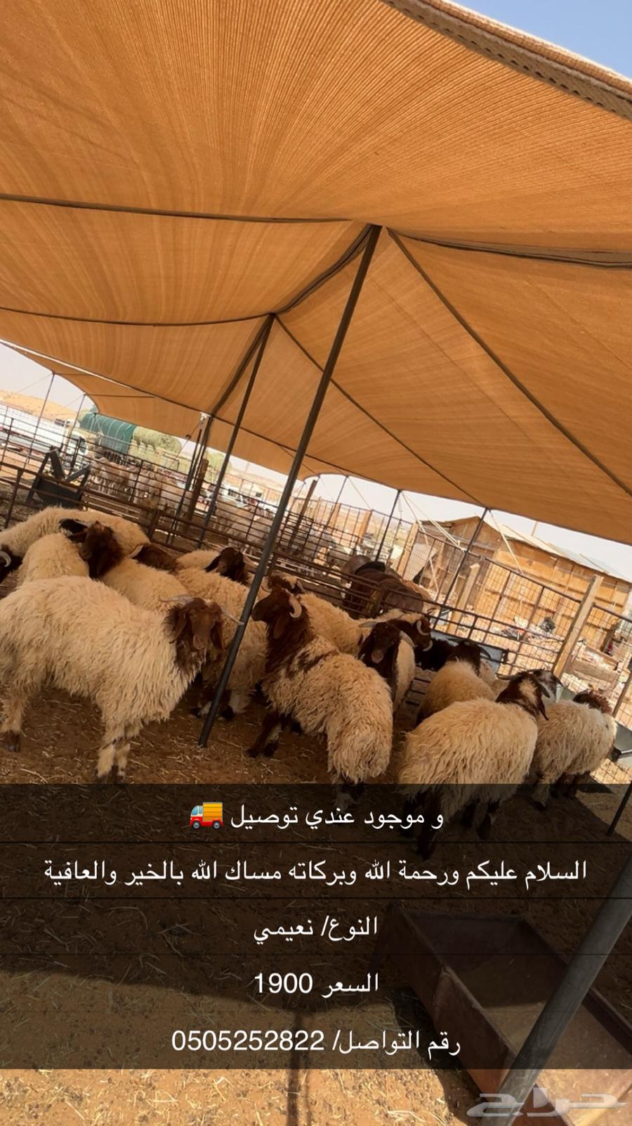 حلال للبيع64591719364098111