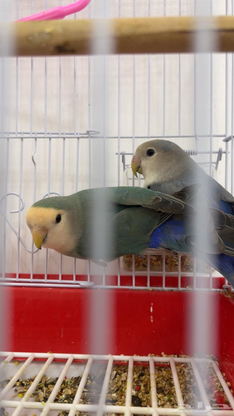 طيور الروز للبيع64595821192961110