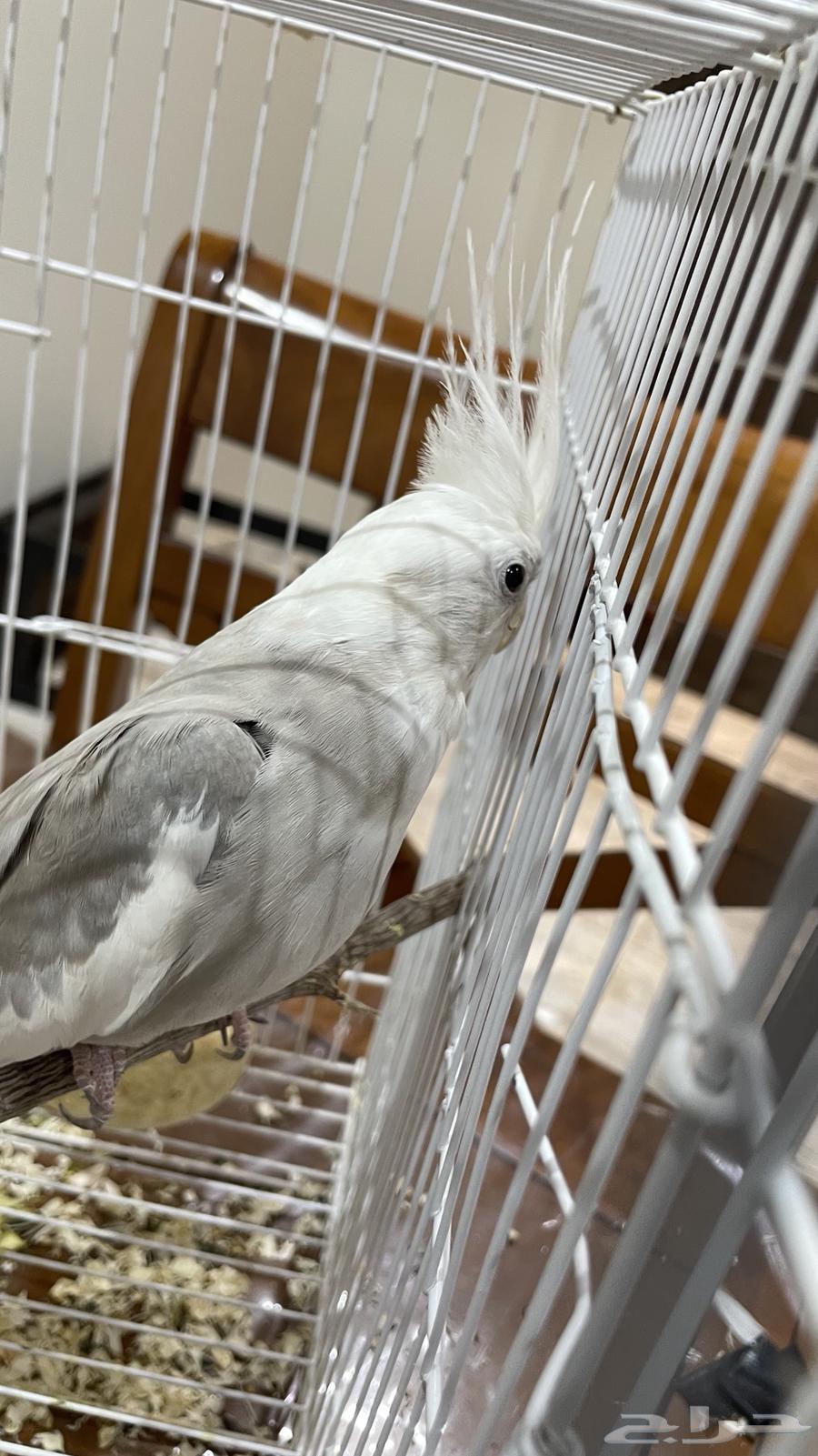 انثى كروان(تم البيع)64593546478723111