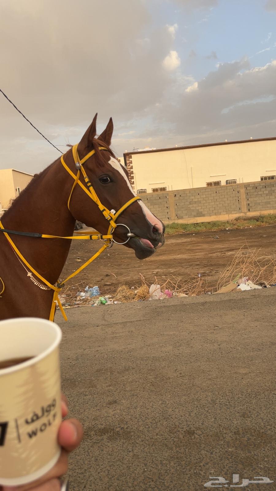 فرس شعبيه للبيع لقاح ثقيل64592829933698110