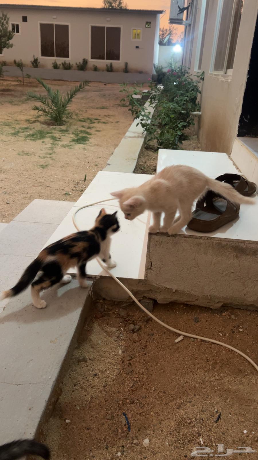 بساس او قطط64594134506883111