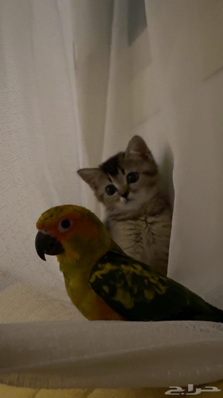 صن كنيور اليف هدد64593986729730110