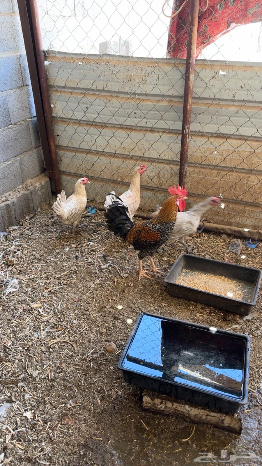 دجاج للبيع ( تم البيع )64589005543681111