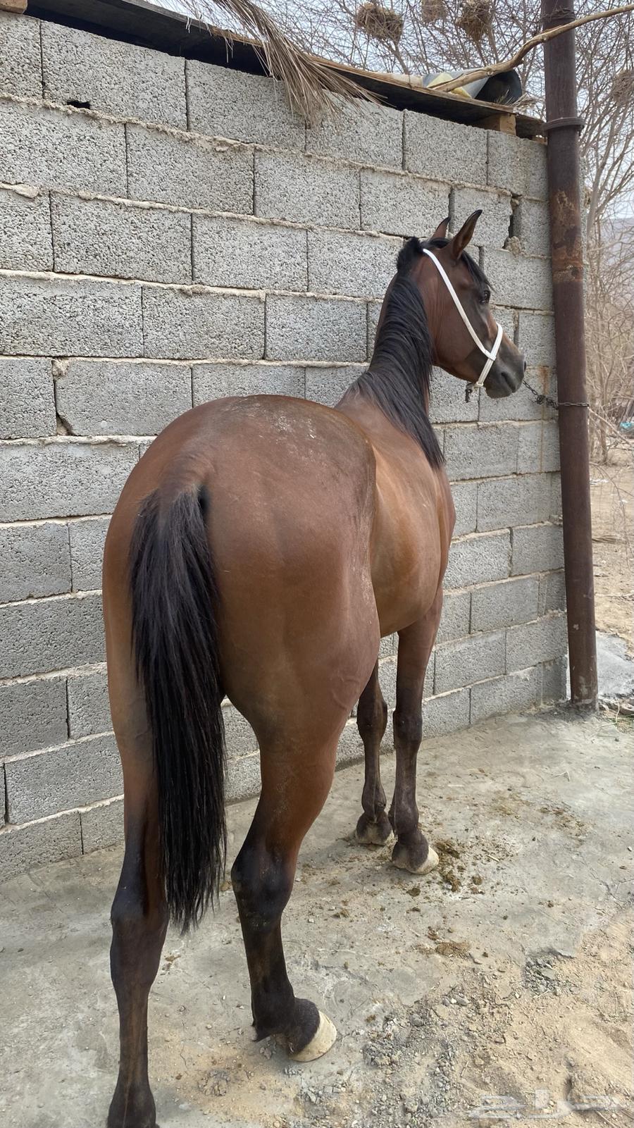 خيل شعبي شيخ64595635659267114