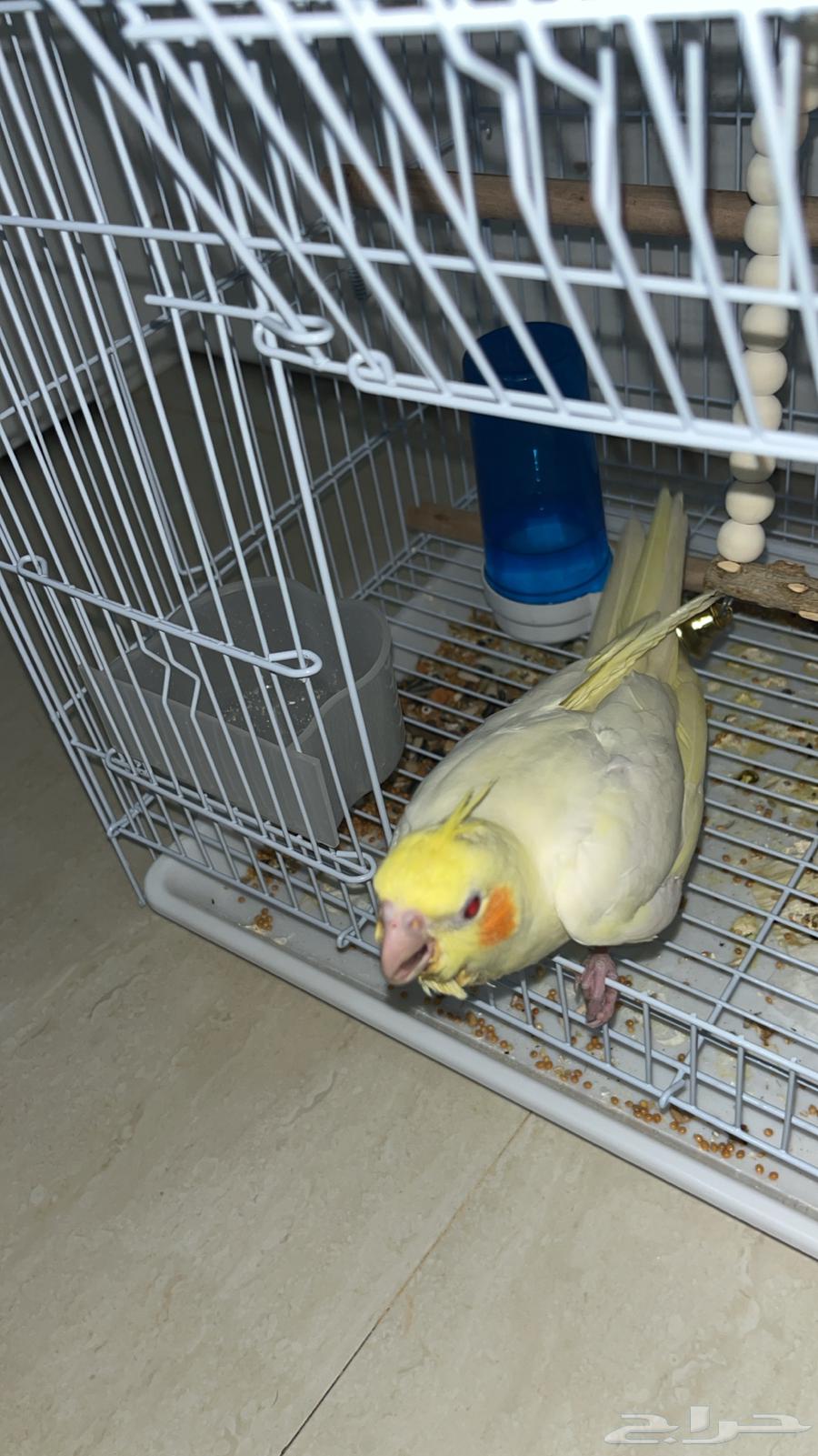 كروان اليف64592696945409110